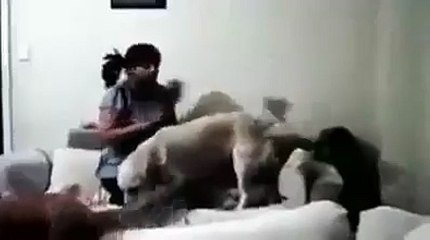 even animals stand against cruelty