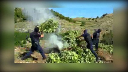 POLICIA NDERHYN NE TEPELENE PER SHKATERRIMIN E KANABISIT PAS AKSIONIT NE DUKAGJIN LAJM