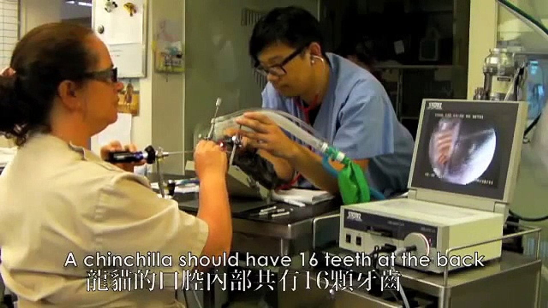 ⁣What Happens When Your Dog or Pet Needs a Dental (Part 1) - Tai Wai Veterinary Hospital