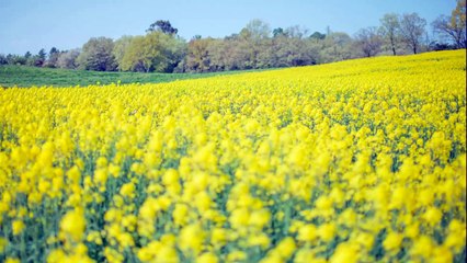 パッヘルベル: パッヘルベルのカノン［ナクソス・クラシック・キュレーション #癒し］