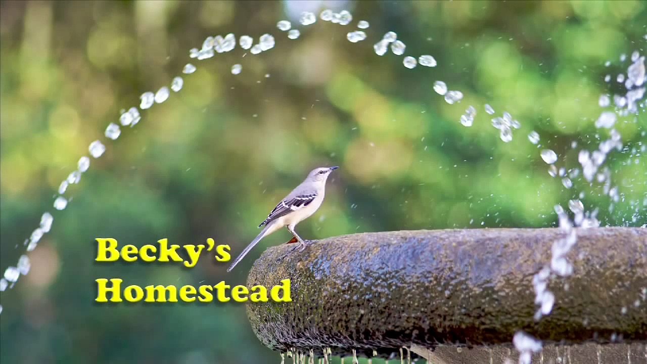 Horse Hoof Trimming  How to Be Your Own Farrier