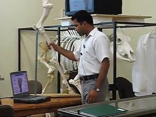 Equine lectures