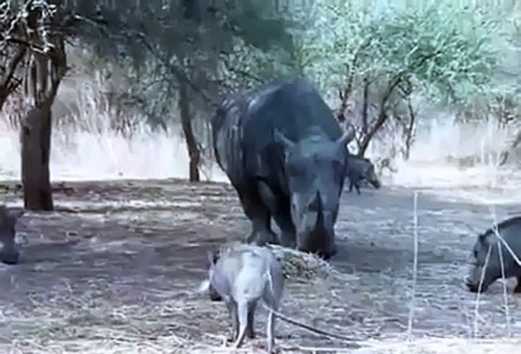 Rhino kills the Warthog