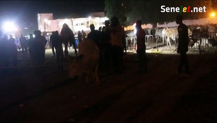 Vidéo - rire : Un bœuf de Cheikh Bethio s’échappe et sème la zizanie à Janatu