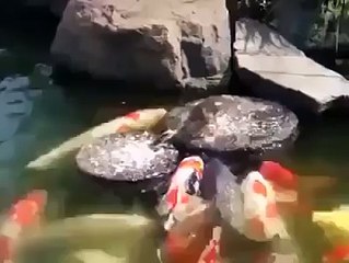 On a donné à manger à ce petit canard, ce qu'il fera de la nourriture est inimaginable !