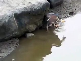 Bird catches a fish using bait in an intelligent way