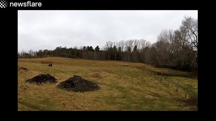Picturesque drone crash while filming sheep on countryside farm