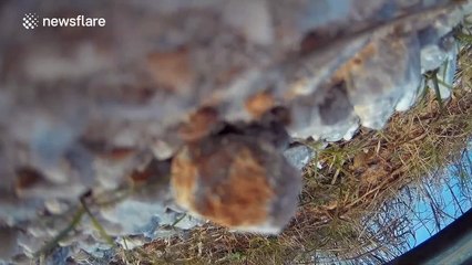 Man tries to film deer with drone... Crashes!