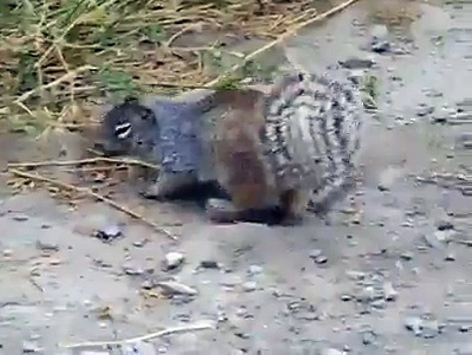 snake video