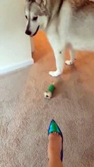 Questo cane ha paura dei tacchi: la reazione è esilarante