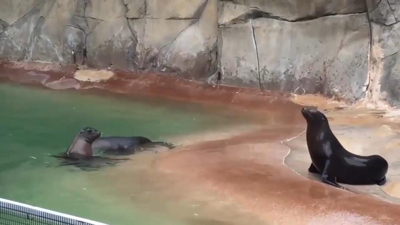 Funny Seals