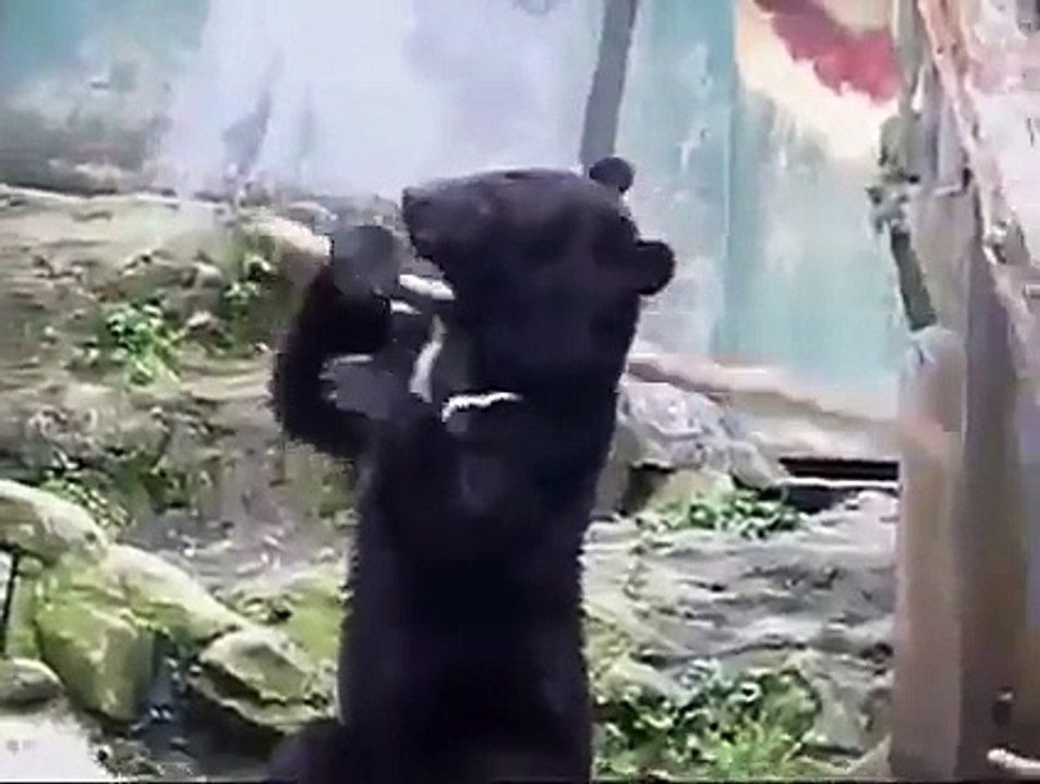 اس بھالو کے کام چیک کریں ہاہاہاہاہا