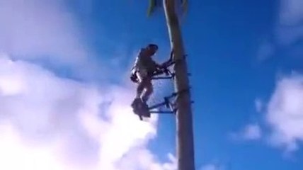 کھجور کے درخت پر چڑھنے کا ناقابل یقین طریقہ