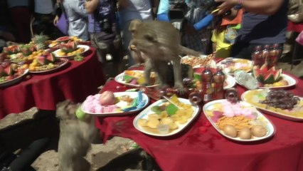 Monkeys Gorge on  4,400 Pound Feast at Monkey Buffet Festival