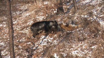 Tiger Becomes Friends With His Dinner, Refuses to Eat Goat