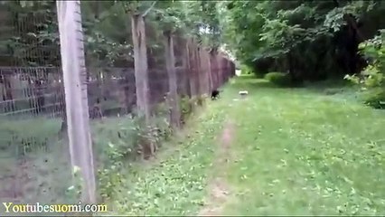 The World's Most Funny Dog Videos 2016