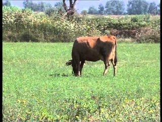 LIGJI I FALJES JA CFARE PERFITOJNE TE VETEPUNESUARIT NE BUJQESI LAJM