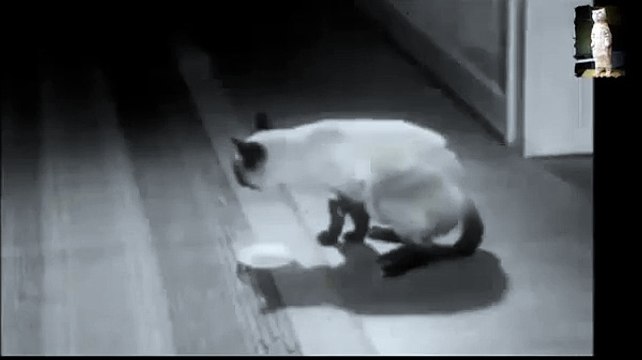 Очень смешно! Обезьяна моет кота!