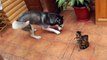 husky meets a cat хаски знакомится с кошкой