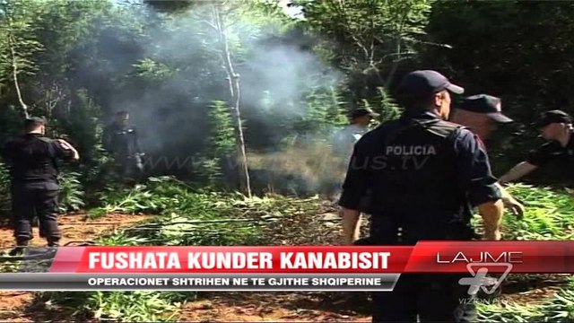 Fushata kundër kanabisit - News, Lajme - Vizion Plus