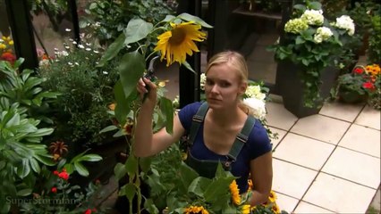 Luisa und Sebastian Folge 2313 Sturm der Liebe HD