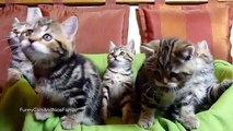 Chorus Line of Cute Kittens  New generation  Funny Cats