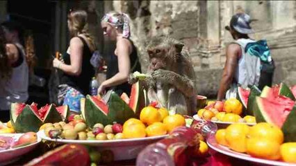 Más de 3.000 monos asisten a su gran buffet en Tailandia