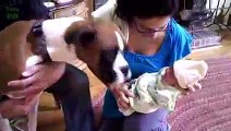 Cute Cats and Dogs Meeting Babies Compilation 2014 [HD]