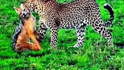 Leopard attacking Coyote