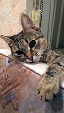 Александр Бон (shponks) on Periscope [2015-11-30 23-39] #birthday Соня