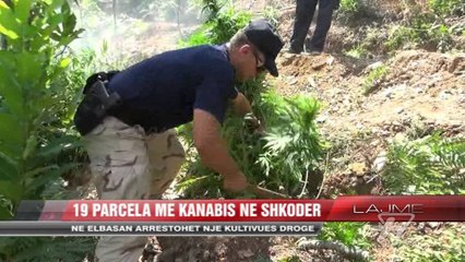 19 parcela me kanabis në Shkodër - News, Lajme - Vizion Plus