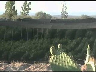 ZBULOHET PLANTACIONI SEKUESTROHEN 120 HEKTARE ME MARIUHANE NE MEKSIKE LAJM