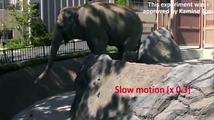 Elephants use trunks like leaf blowers to pick up objects