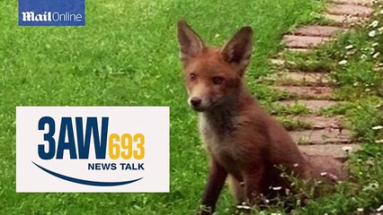Family of foxes moves in to Melbourne backyard