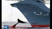 Japan to send whaling fleet to Antarctic 2015