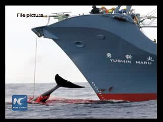 Japan to send whaling fleet to Antarctic 2015