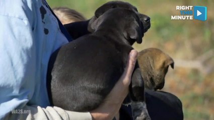 Mommy Dog and Her Nine Puppies Rescued