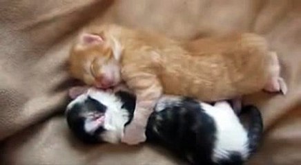 Little cats are sleeping together and love each other
