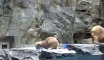 Bear love - mother saves young from drowning