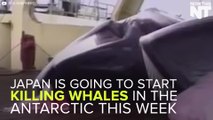 Japan Is Using Taxpayer Money To Kill Hundreds Of Whales Every Year