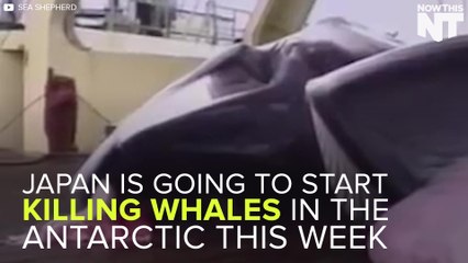 Japan Is Using Taxpayer Money To Kill Hundreds Of Whales Every Year