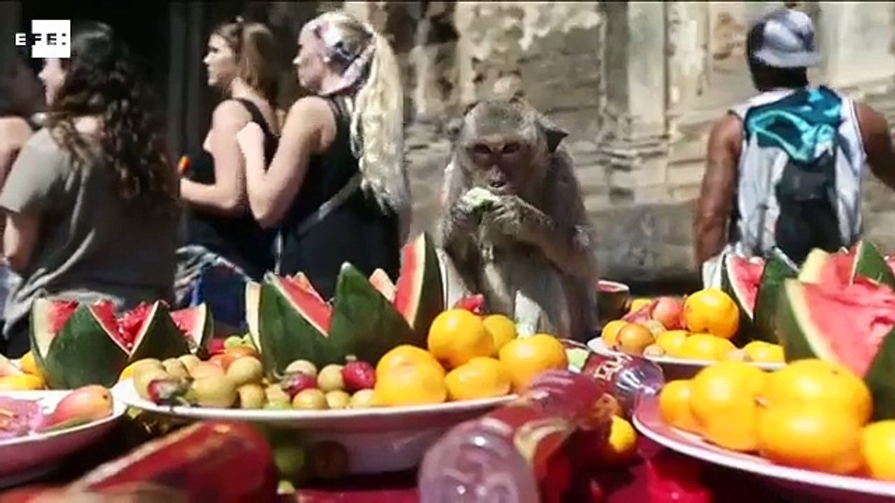 Más de 3.000 monos asistieron a su gran banquete en Tailandia