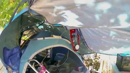 'Dear Thalia' chronicles an Hawaiian homeless family