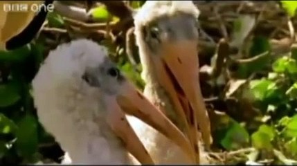 Punjabi Totay - Animals Funny Dubbing