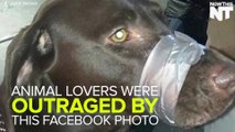 Woman Posts Photo Of Abused Dog on Facebook, Police Depts. Get Thousands Of Calls