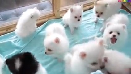 Lk nhạc thiếu nhi Bố là tất cả, Cả nhà thương nhau, Ông trăng nằm nghiêng - Con vật bé yêu thích