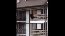 A young bear escapes of a building