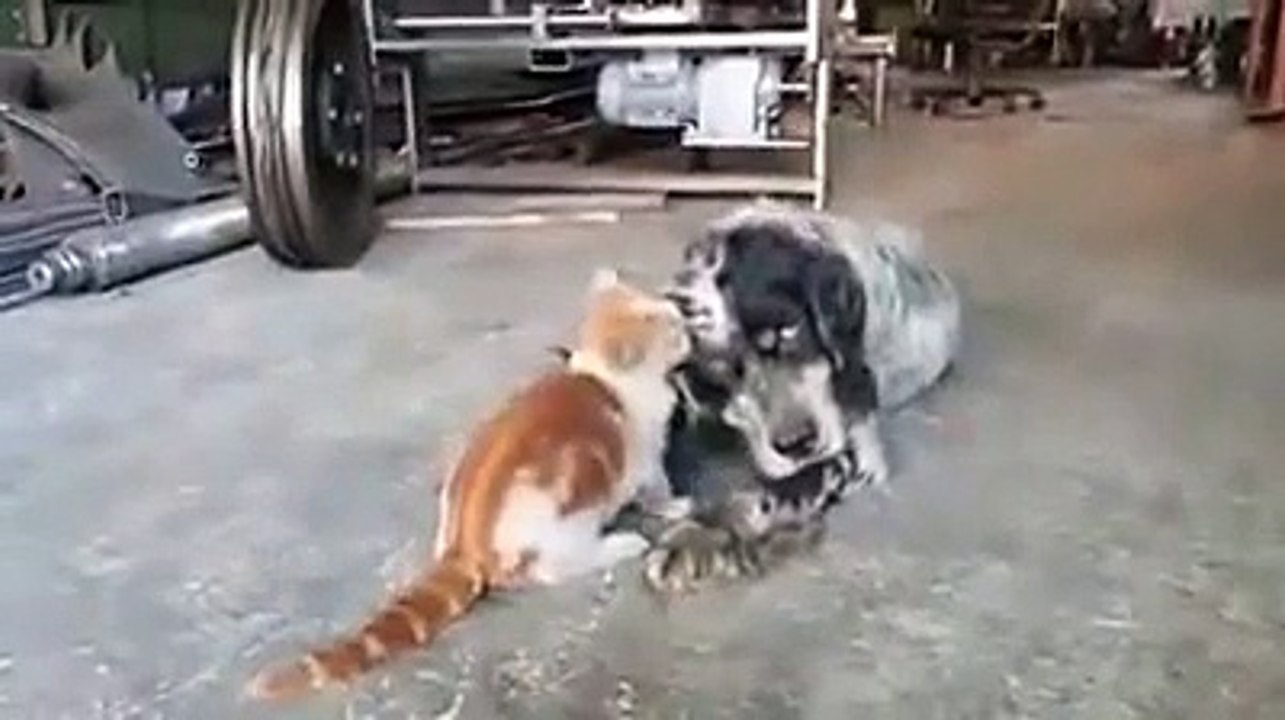 Dostluk ve Muhabbet Örneği (Alıntı Değildir)
