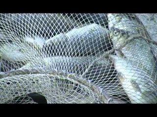 HELM NE LUME TE PANJOHUR DERDHIN SASI LENDE HELMUESE NE SEMAN LAJM