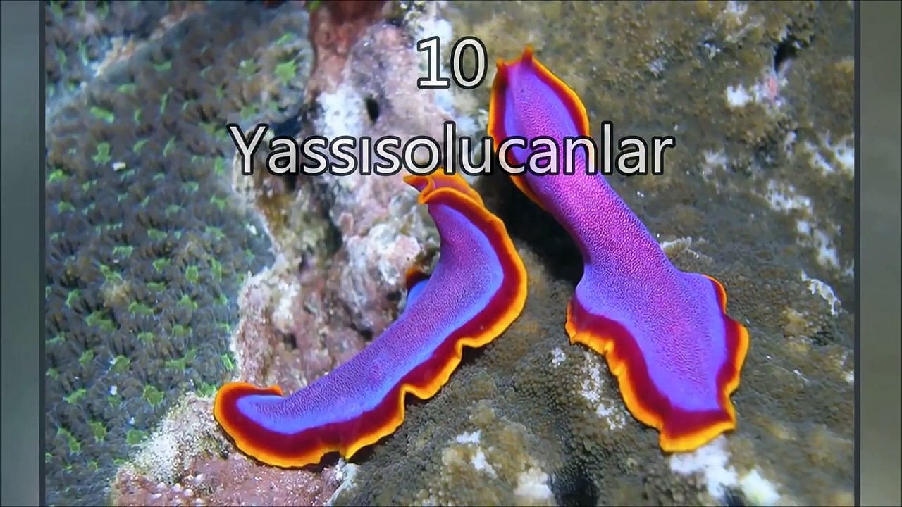 En İlginç 11 Hayvan Çiftleşmesi ve Ritüeli